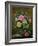 Roses in a Glass Vase-Albert Williams-Framed Giclee Print