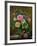 Roses in a Glass Vase-Albert Williams-Framed Giclee Print