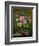 Roses in a Glass Vase-Albert Williams-Framed Giclee Print