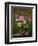 Roses in a Glass Vase-Albert Williams-Framed Giclee Print