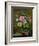 Roses in a Glass Vase-Albert Williams-Framed Giclee Print