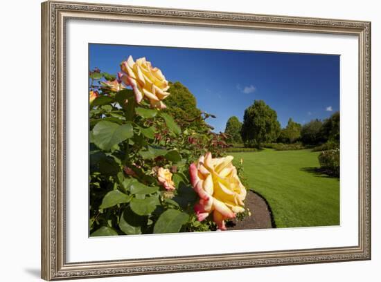 Roses in an Elegant Garden, Waikato, North Island, New Zealand-David Wall-Framed Photographic Print