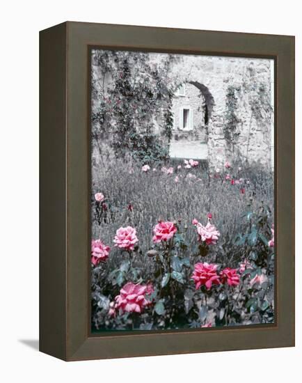 Roses in Fore in Duke of Windsor's Garden at His Summer Home in South of France-Frank Scherschel-Framed Premier Image Canvas