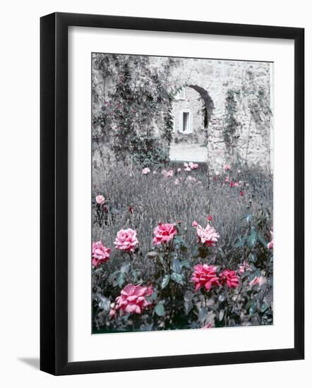 Roses in Fore in Duke of Windsor's Garden at His Summer Home in South of France-Frank Scherschel-Framed Photographic Print