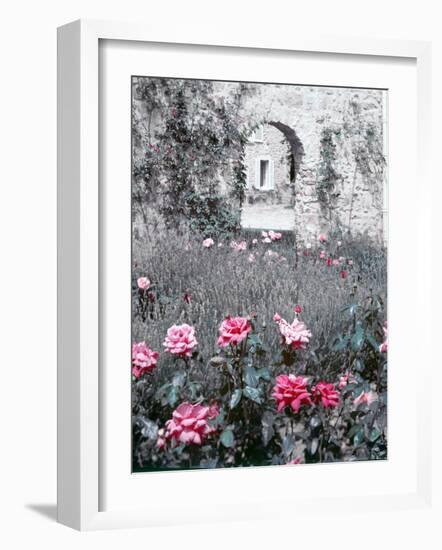 Roses in Fore in Duke of Windsor's Garden at His Summer Home in South of France-Frank Scherschel-Framed Photographic Print