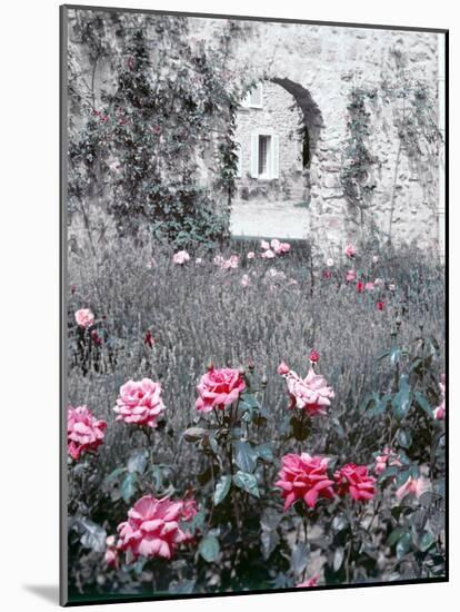 Roses in Fore in Duke of Windsor's Garden at His Summer Home in South of France-Frank Scherschel-Mounted Photographic Print