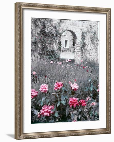 Roses in Fore in Duke of Windsor's Garden at His Summer Home in South of France-Frank Scherschel-Framed Photographic Print