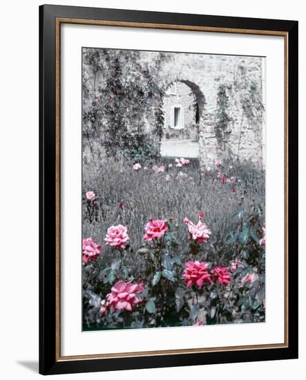 Roses in Fore in Duke of Windsor's Garden at His Summer Home in South of France-Frank Scherschel-Framed Photographic Print