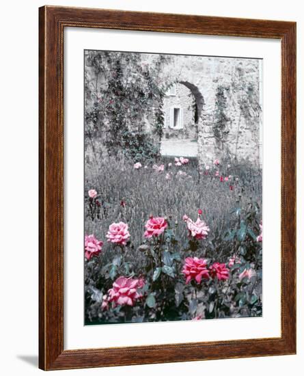 Roses in Fore in Duke of Windsor's Garden at His Summer Home in South of France-Frank Scherschel-Framed Photographic Print