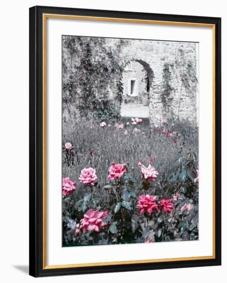 Roses in Fore in Duke of Windsor's Garden at His Summer Home in South of France-Frank Scherschel-Framed Photographic Print