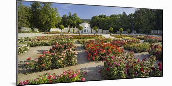 Roses in the Doblhoffpark, Rosarium, Baden Bei Wien, Lower Austria, Austria-Rainer Mirau-Mounted Photographic Print