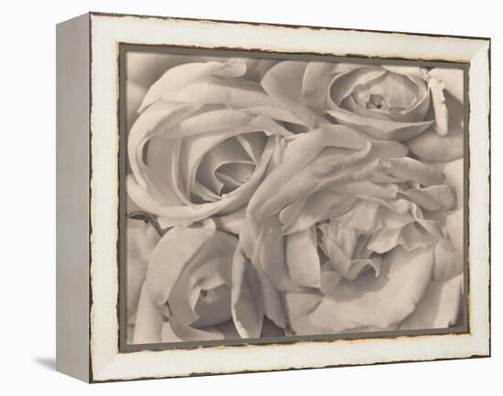 Roses, Mexico by Tina Modotti-null-Framed Premier Image Canvas