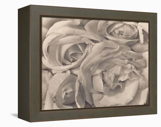 Roses, Mexico by Tina Modotti-null-Framed Premier Image Canvas