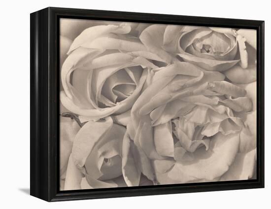 Roses, Mexico by Tina Modotti-null-Framed Premier Image Canvas