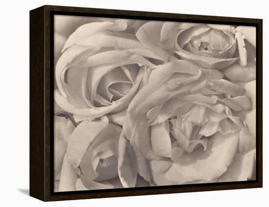 Roses, Mexico by Tina Modotti-null-Framed Premier Image Canvas