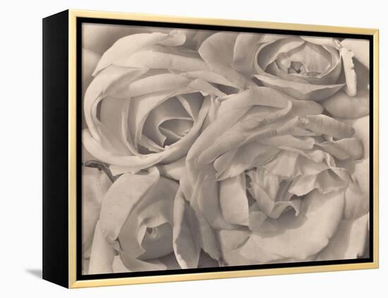 Roses, Mexico by Tina Modotti-null-Framed Premier Image Canvas