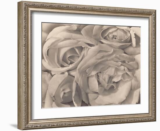 Roses, Mexico by Tina Modotti-null-Framed Photographic Print