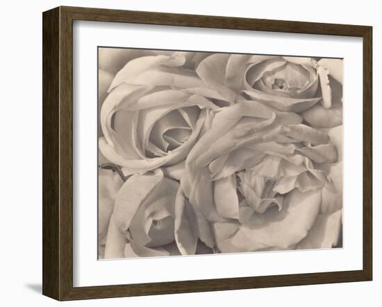 Roses, Mexico by Tina Modotti-null-Framed Photographic Print