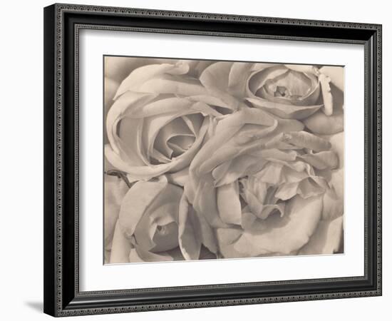 Roses, Mexico by Tina Modotti-null-Framed Photographic Print