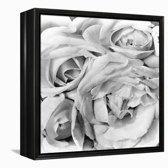 Roses, Mexico City, 1924-Tina Modotti-Framed Premier Image Canvas