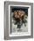 Roses mousseuses-Pierre-Auguste Renoir-Framed Giclee Print