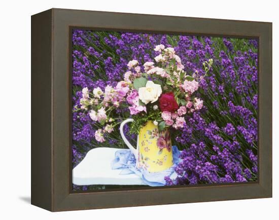 Roses on a Stool in a Field of Lavender-Linda Burgess-Framed Premier Image Canvas