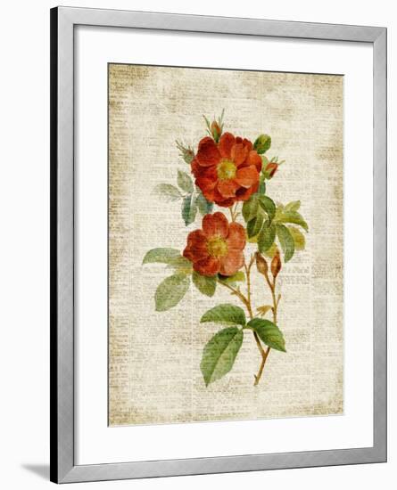 Roses on Newsprint II-Lanie Loreth-Framed Premium Giclee Print