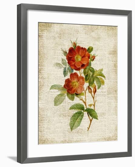 Roses on Newsprint II-Lanie Loreth-Framed Premium Giclee Print