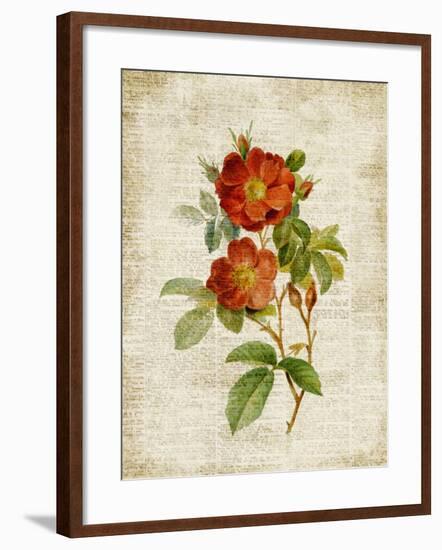 Roses on Newsprint II-Lanie Loreth-Framed Premium Giclee Print