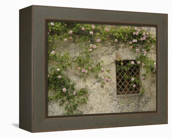 Roses on old stone wall, Tuscany, Italy-Adam Jones-Framed Premier Image Canvas