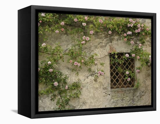 Roses on old stone wall, Tuscany, Italy-Adam Jones-Framed Premier Image Canvas