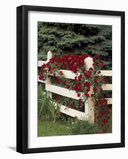 Roses on White Wooden Fence, Louisville, Kentucky, USA-Adam Jones-Framed Photographic Print