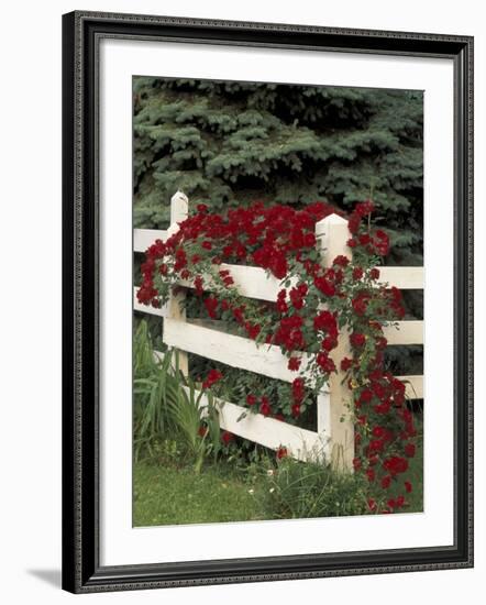 Roses on White Wooden Fence, Louisville, Kentucky, USA-Adam Jones-Framed Photographic Print