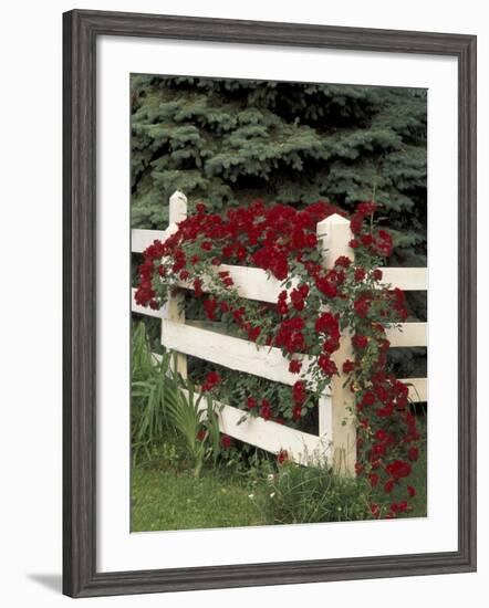 Roses on White Wooden Fence, Louisville, Kentucky, USA-Adam Jones-Framed Photographic Print