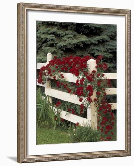 Roses on White Wooden Fence, Louisville, Kentucky, USA-Adam Jones-Framed Photographic Print