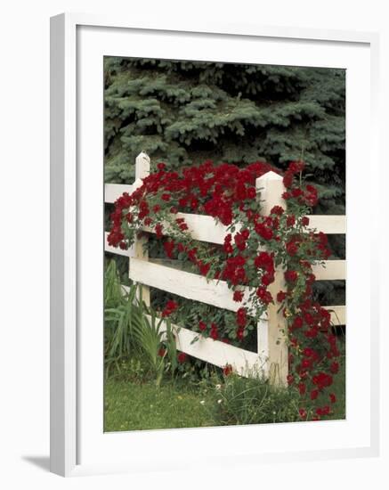 Roses on White Wooden Fence, Louisville, Kentucky, USA-Adam Jones-Framed Photographic Print