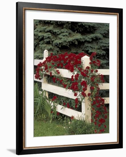 Roses on White Wooden Fence, Louisville, Kentucky, USA-Adam Jones-Framed Photographic Print