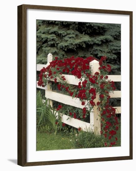 Roses on White Wooden Fence, Louisville, Kentucky, USA-Adam Jones-Framed Photographic Print