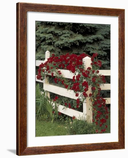 Roses on White Wooden Fence, Louisville, Kentucky, USA-Adam Jones-Framed Photographic Print