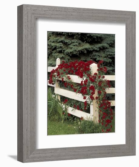 Roses on White Wooden Fence, Louisville, Kentucky, USA-Adam Jones-Framed Photographic Print