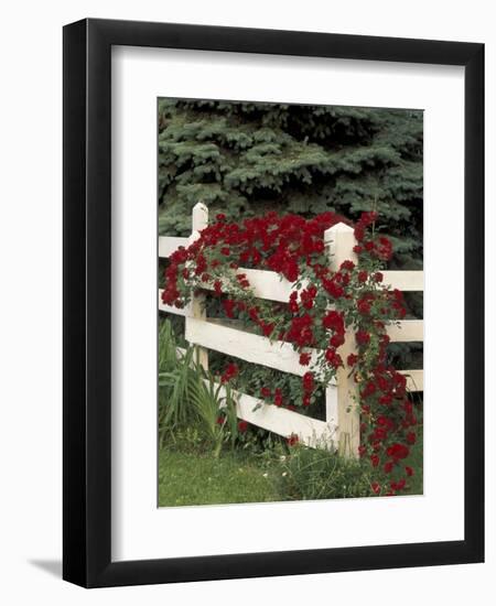 Roses on White Wooden Fence, Louisville, Kentucky, USA-Adam Jones-Framed Photographic Print