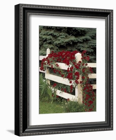 Roses on White Wooden Fence, Louisville, Kentucky, USA-Adam Jones-Framed Photographic Print