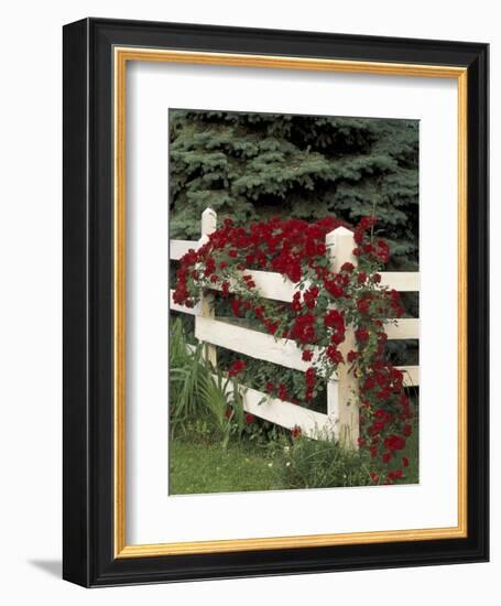 Roses on White Wooden Fence, Louisville, Kentucky, USA-Adam Jones-Framed Photographic Print