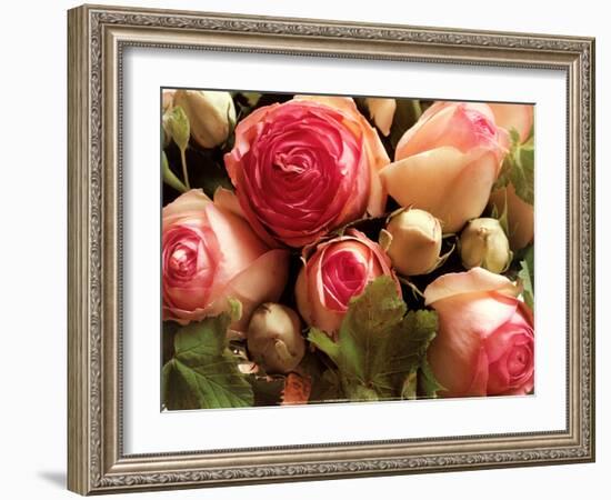 Roses Pierre de Ronsard-Christian Sarramon-Framed Art Print