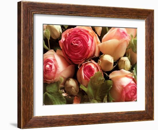 Roses Pierre de Ronsard-Christian Sarramon-Framed Art Print