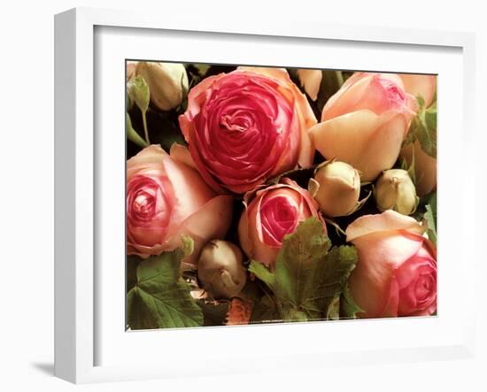 Roses Pierre de Ronsard-Christian Sarramon-Framed Art Print