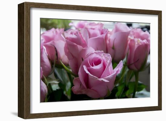 Roses Pink-Charles Bowman-Framed Photographic Print