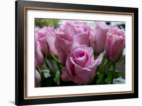 Roses Pink-Charles Bowman-Framed Photographic Print