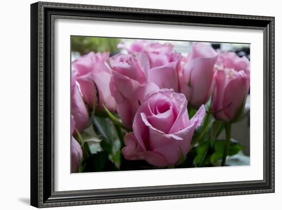 Roses Pink-Charles Bowman-Framed Photographic Print