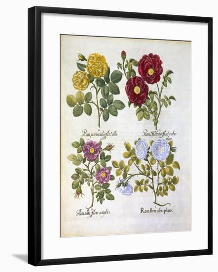 Roses, Plate 96 from Hortus Eystettensis by Basil Besler-null-Framed Giclee Print